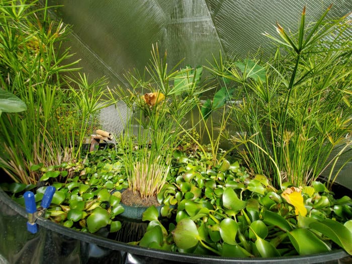 how to prepare your greenhouse for winter - pond plants 