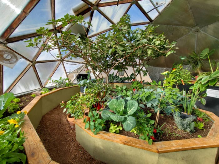 fig tree growing in a geodesic greenhouse