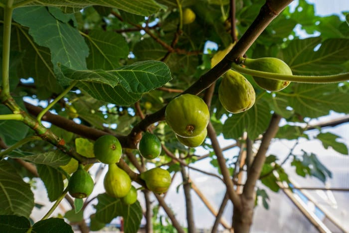Fig Tree Ready to Harvest