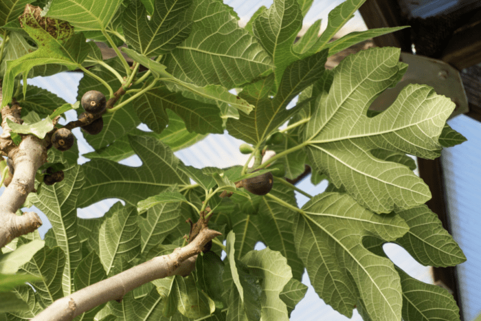 black mission figs growing in a greenhouse