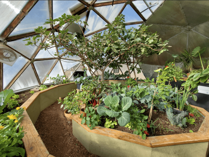 fig tree in the center of a growing dome greenhouse