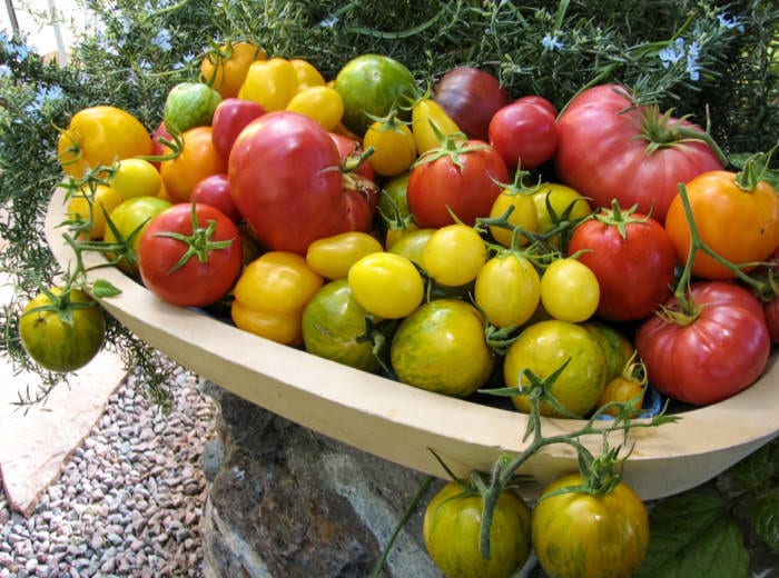 colorful variety of yellow, red and pink dome grown tomatoes