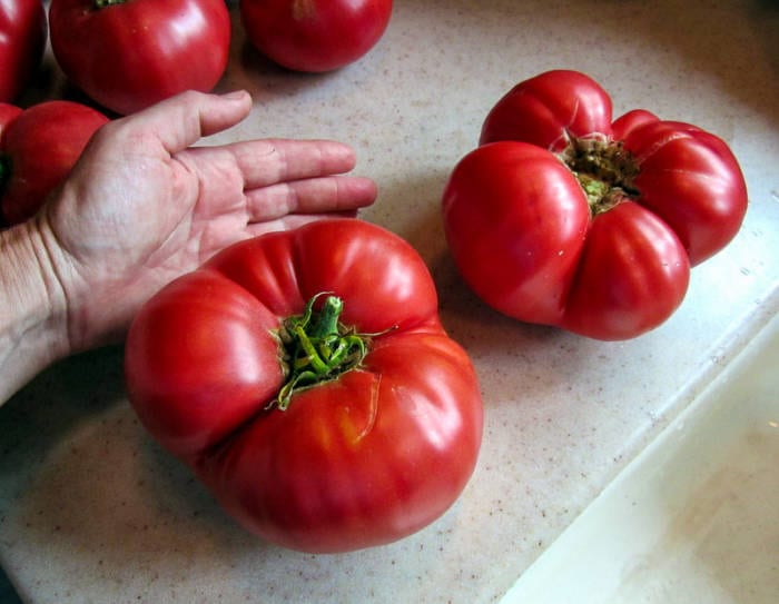 size comparison of large tomatoes to a human hand