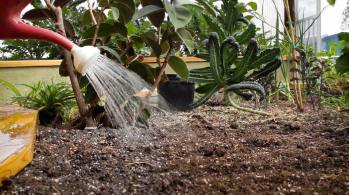 watering nutrients into the soil