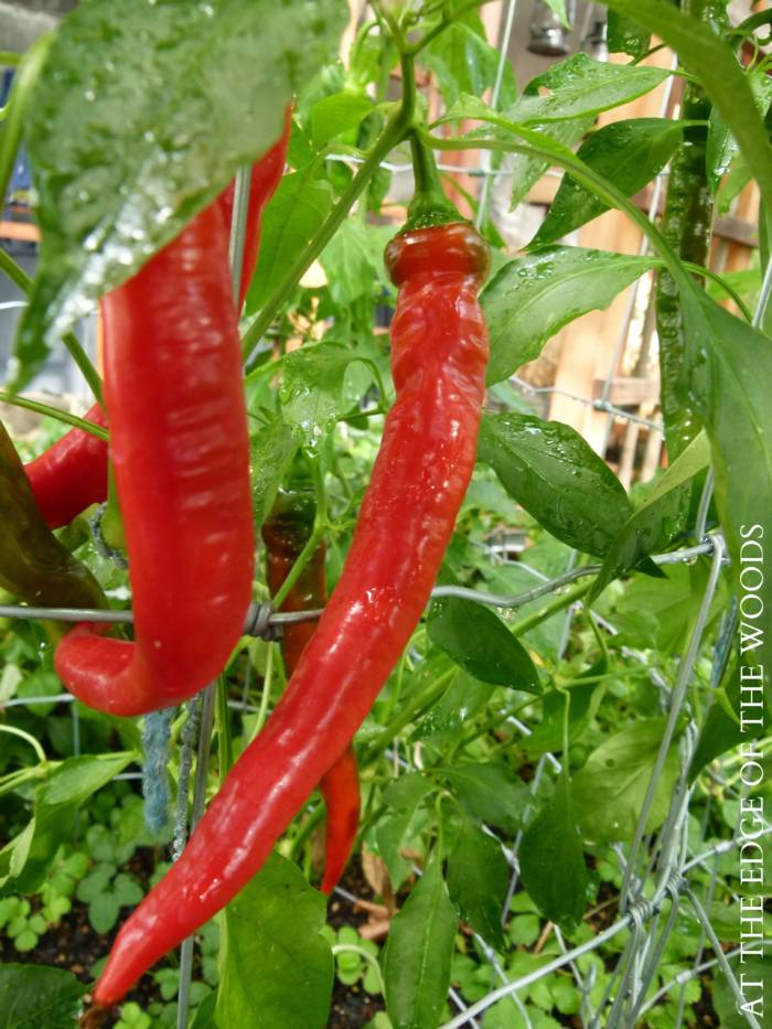 hot peppers in homestead garden greenhouse
