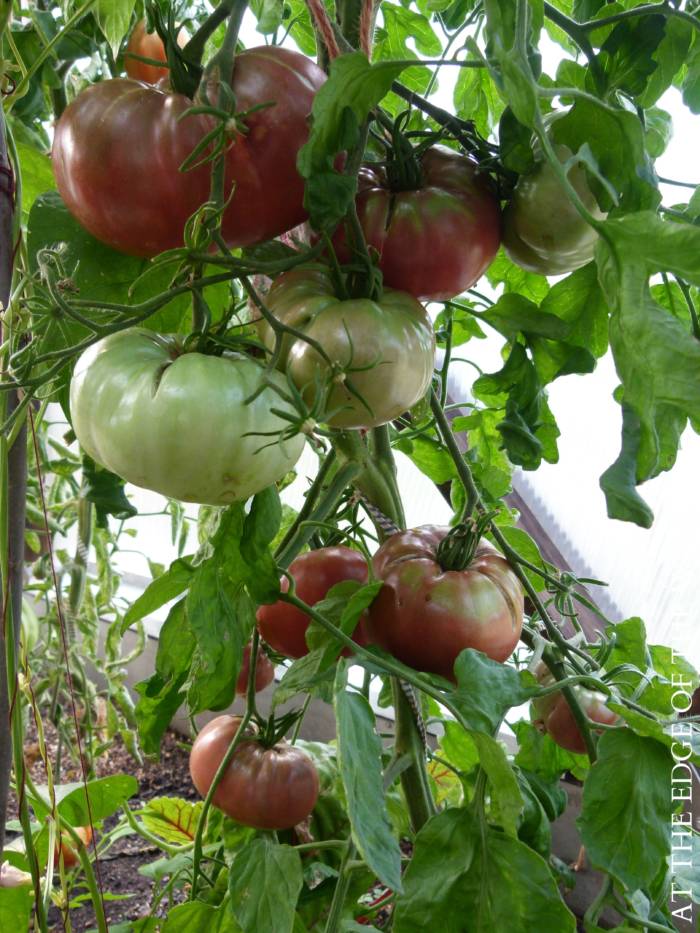 tomatoes in homestead garden greenhouse