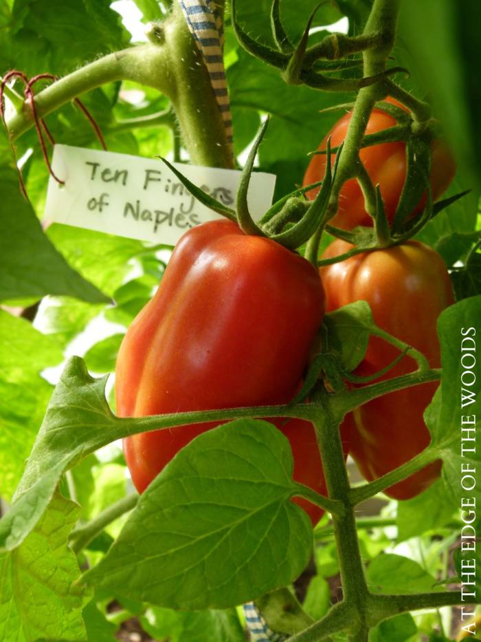 ten finger of naples tomatoes in homestead garden greenhouse