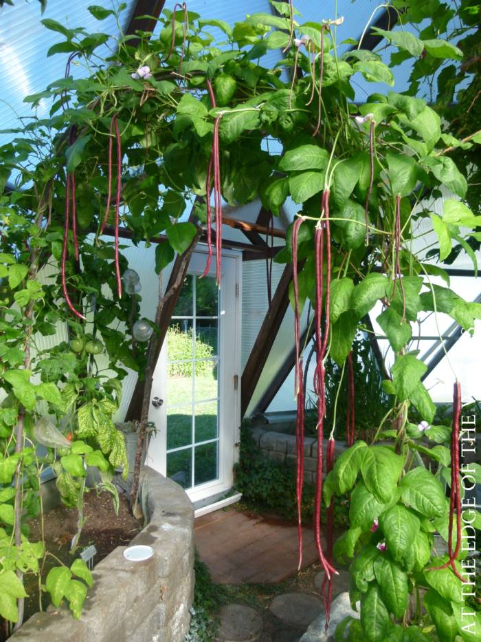 pole beans in homestead garden greenhouse