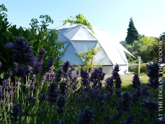 purple flowers with a geodesic dome greenhouse in the pnw in the background