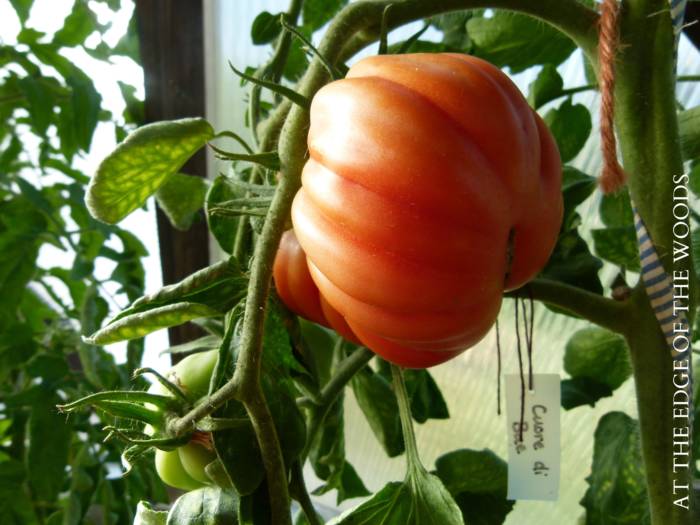 giant heirloom tomato growing in a homestead garden