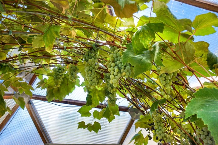 grapes in dome greenhouse