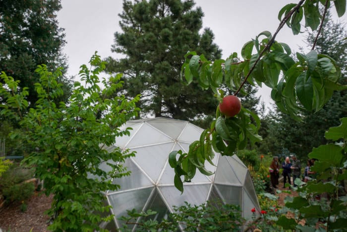 Peach trees outside a Growing Dome Greenhouse in Colorado Springs