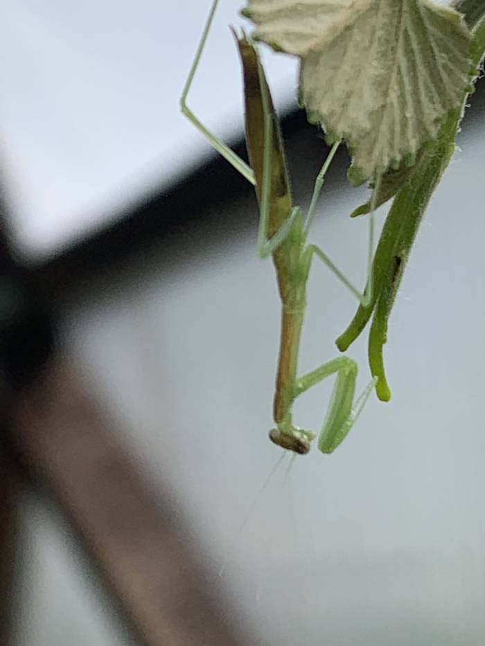Praying Mantis in school greenhouse