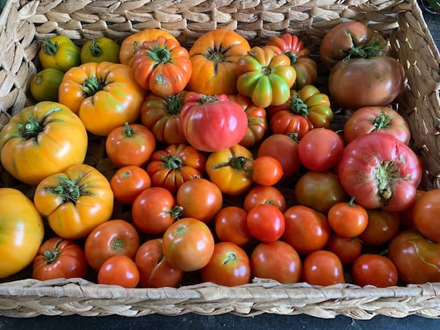 tomatoes from school greenhouse in Connecticut