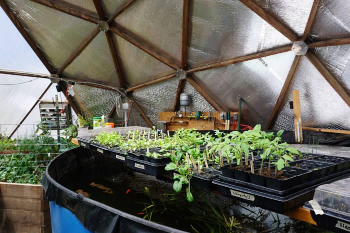 plant starts in a community greenhouse