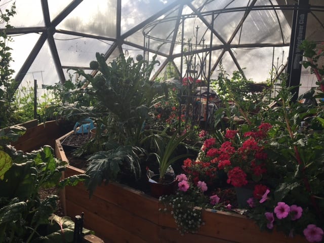 Inside a geodesic greenhouse with raised beds there are artichokes growing and pink and red flowers