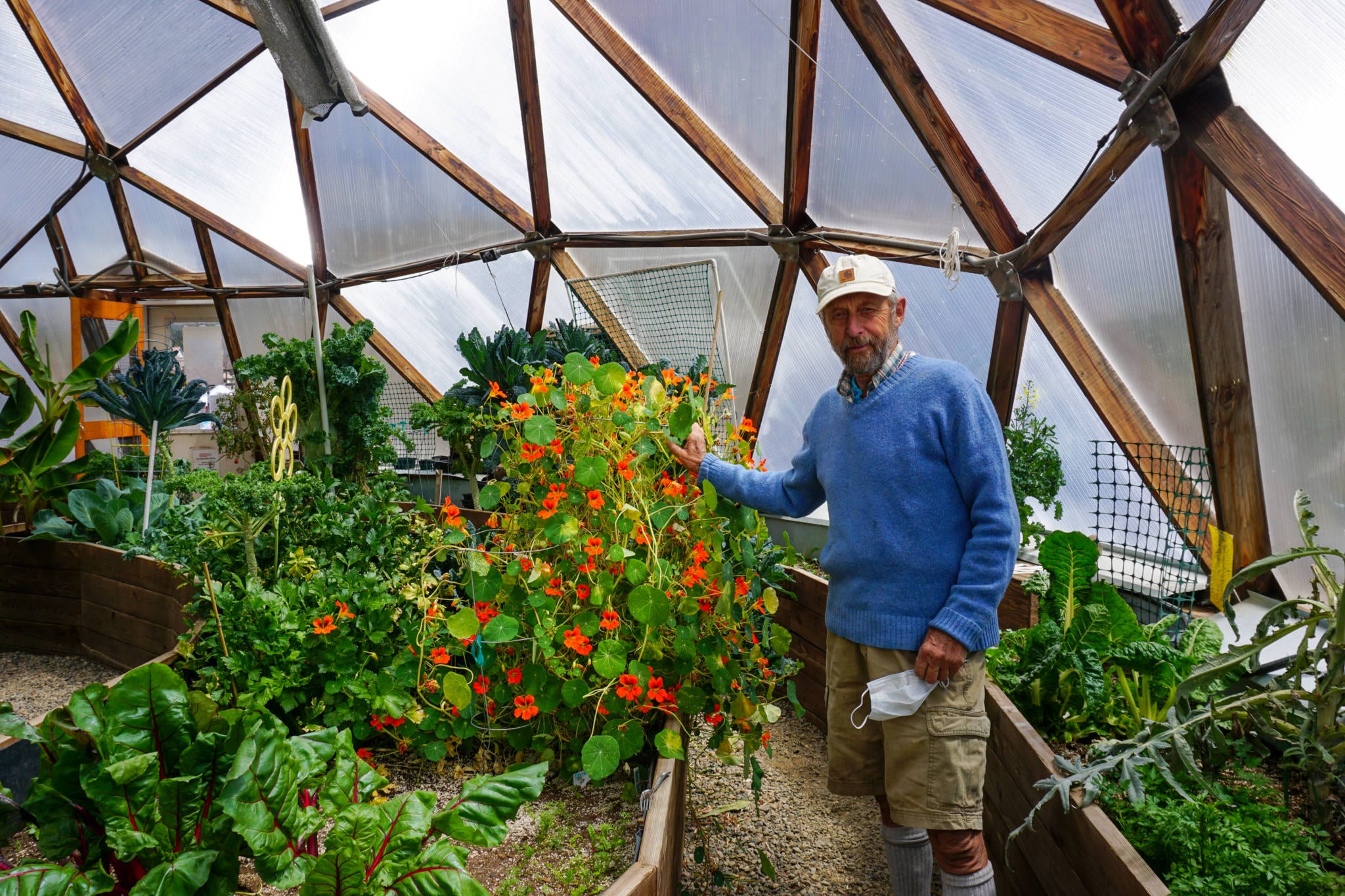 man showing of orange nasturtiums in a greenhouse 