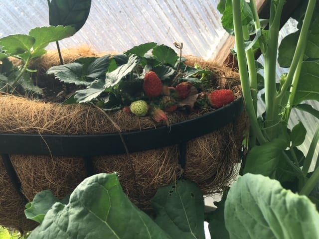 Strawberries growing in a hanging basket inside of the Growing Dome