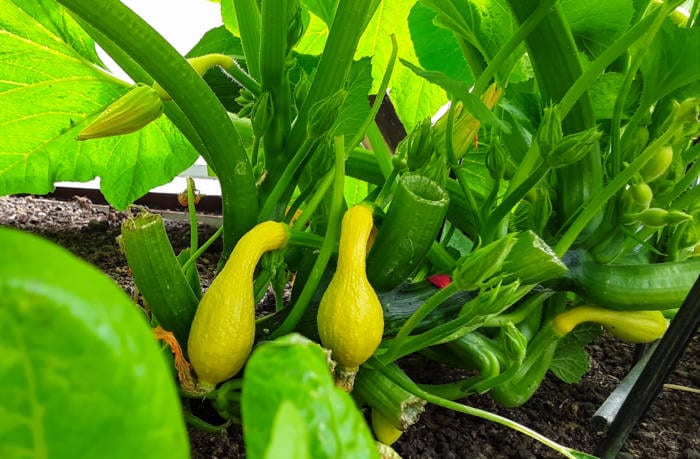 squash growing in a raised bed greenhouse garden for self-reliance