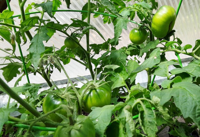 tomatoes growing in a geodesic greenhouse for self reliance