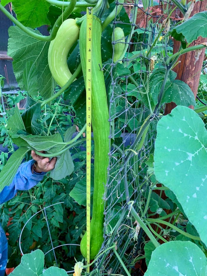 squash growing in a greenhouse in alaska