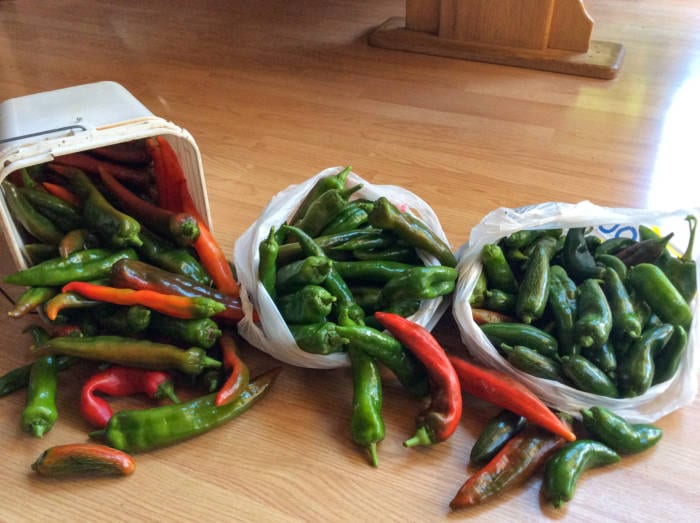 peppers growin in alaska