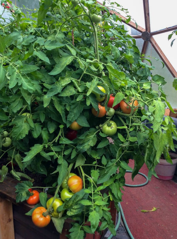 Tomatoes growing in a Growing Dome greenhouse