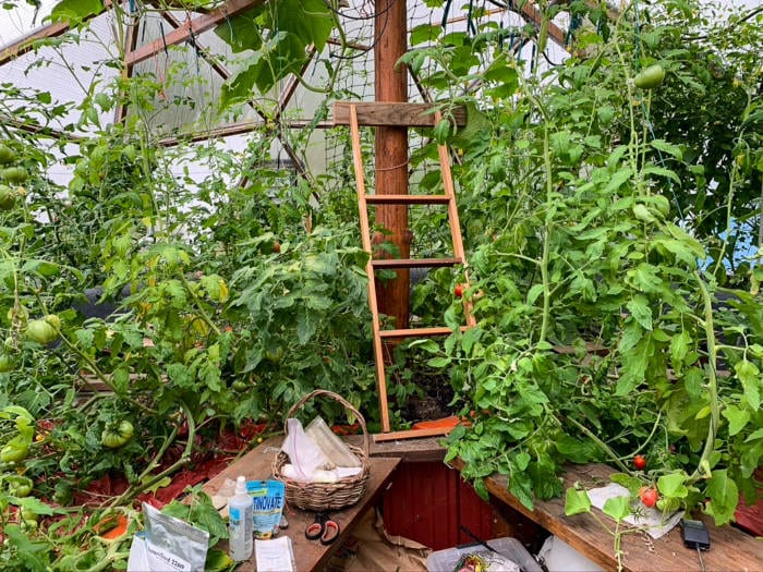 many tomato plants growing in a greenhouse in Alaska. Some tomatoes are green and others are ripe red