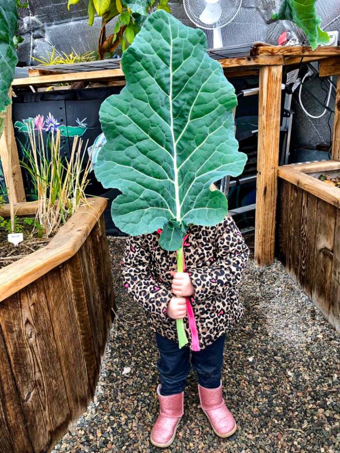 little girl hiding behind giant chard leaf