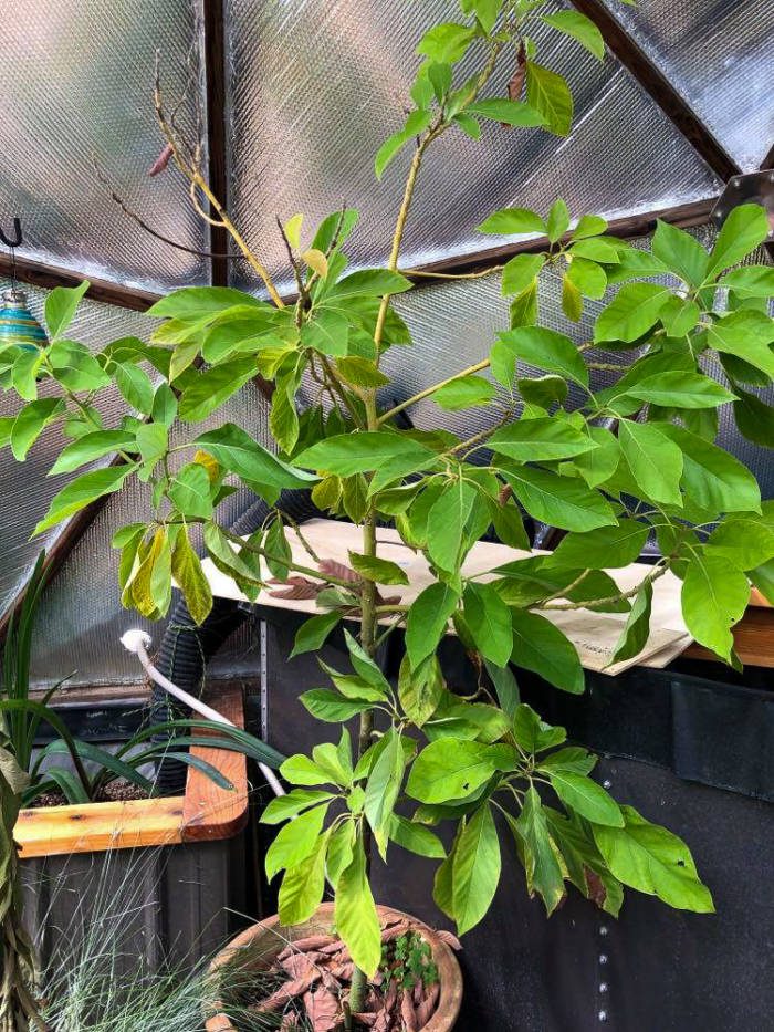 lime tree growing in an off grid garden in colorado
