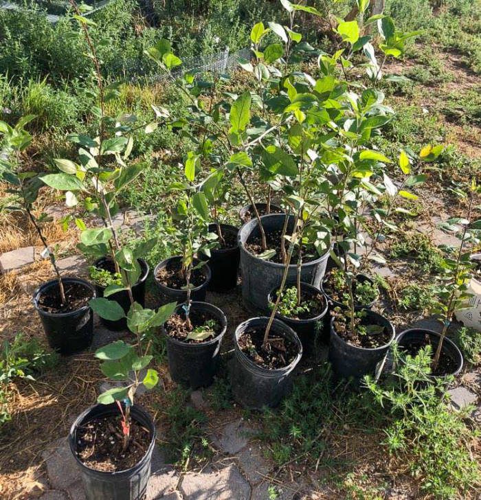 grafted apple trees growing outside in pots