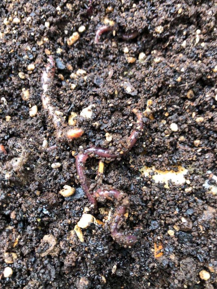 red wiggles in garden soil