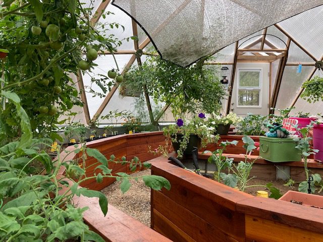 tomatoes and flowers growing in a southern Colorado greenhouse