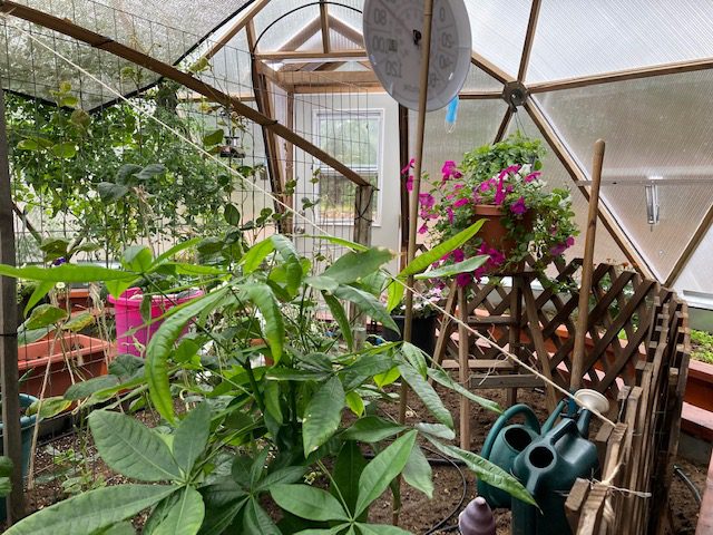 pink flowers and plants in a geodesic greenhouse in southern colorado