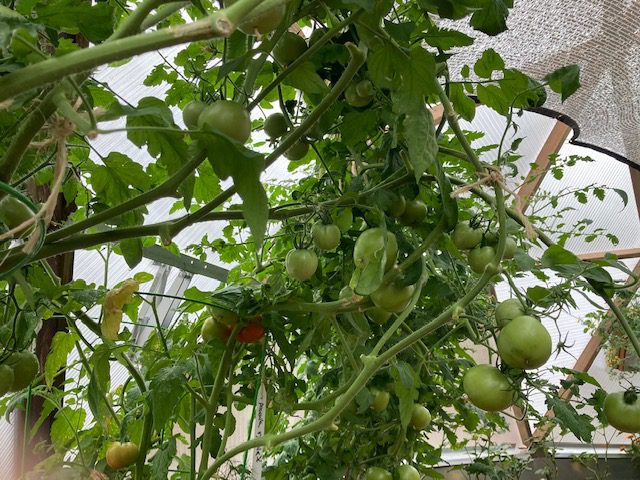 vine of green tomatoes in a greenhouse