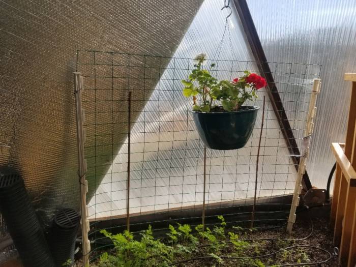 utilizing vertical space in a dome greenhouse with hanging baskets