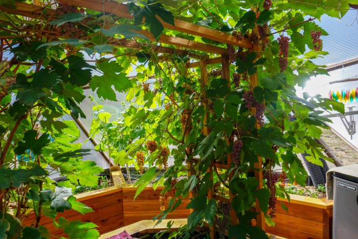 Grapes vining over a trellis in a greenhouse