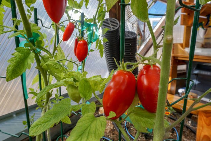 San Marzano tomatoes in a greenhouse