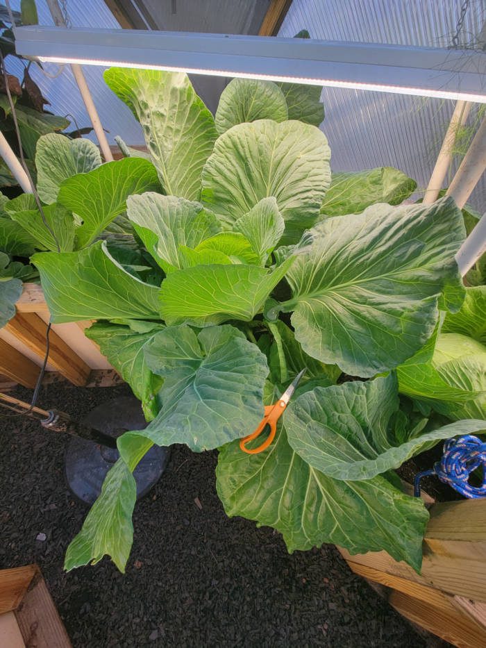 Collard greens growing in a greenhouse