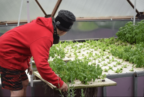 Student placing plants into an aquaponics system