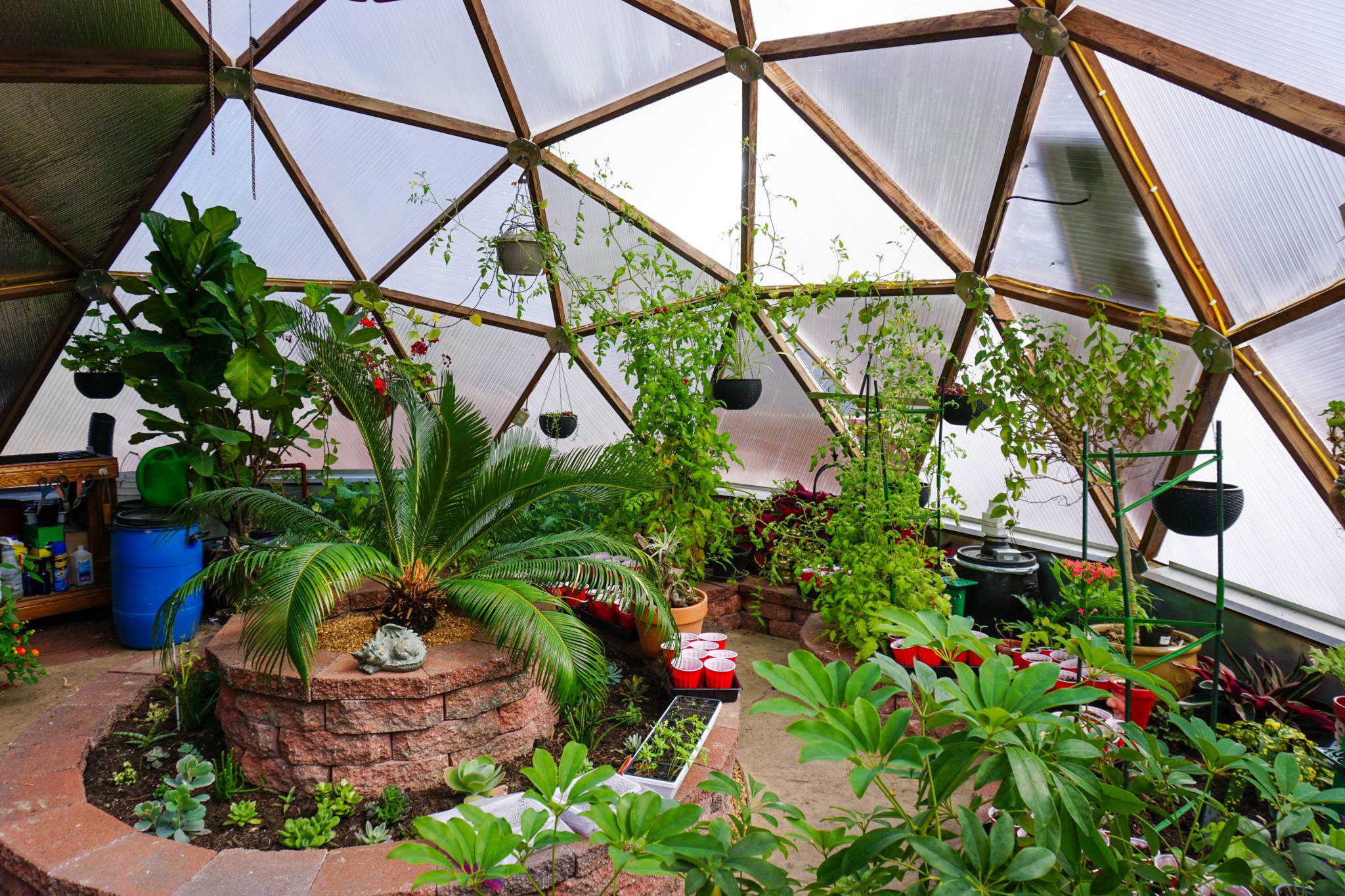 inside a geodesic greenhouse with a palm bush and lots of tomato seedlings
