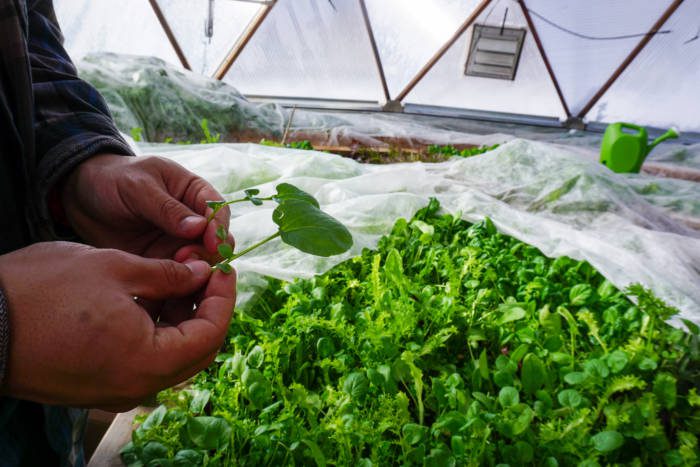 Row covers in a Growing Dome Greenhouse