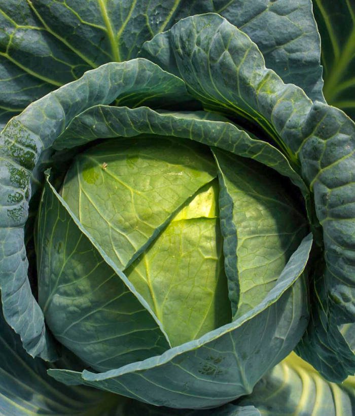up close cabbage image
