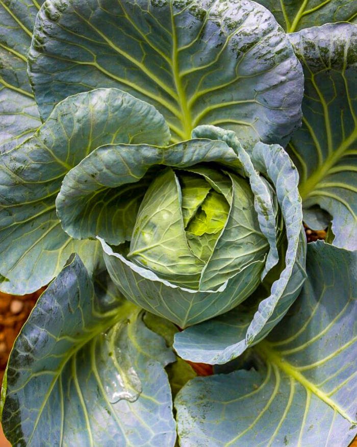 gorgeous green cabbage growing in the garden ready to harvest