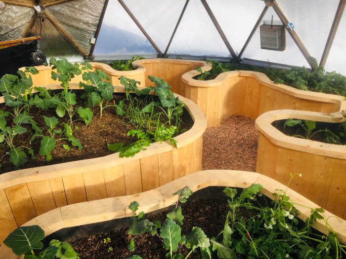 wooden raised beds in a greenhouse with plants growing in them