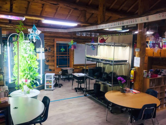 starting seedlings in the classroom with grow lights