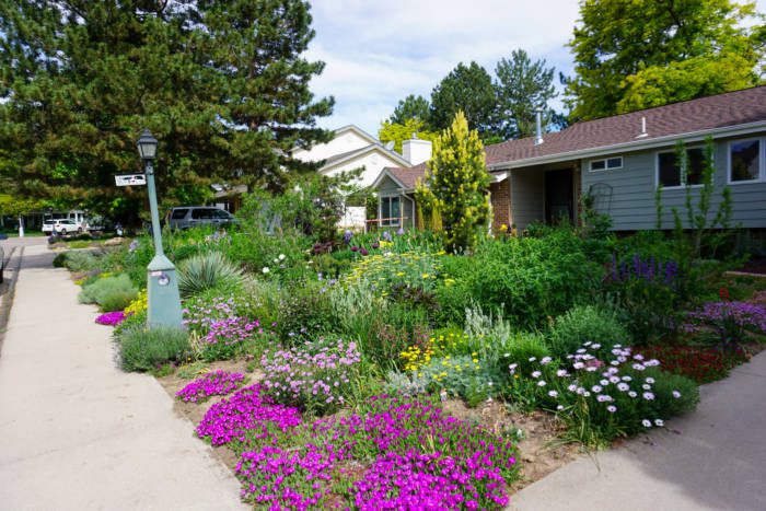 a front yard full of native plants