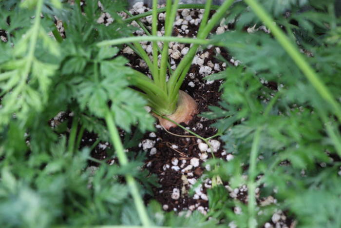 carrot in sady soil