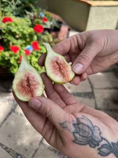 under-ripe fig fruit