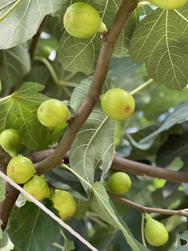 Multiple ripe fig fruits